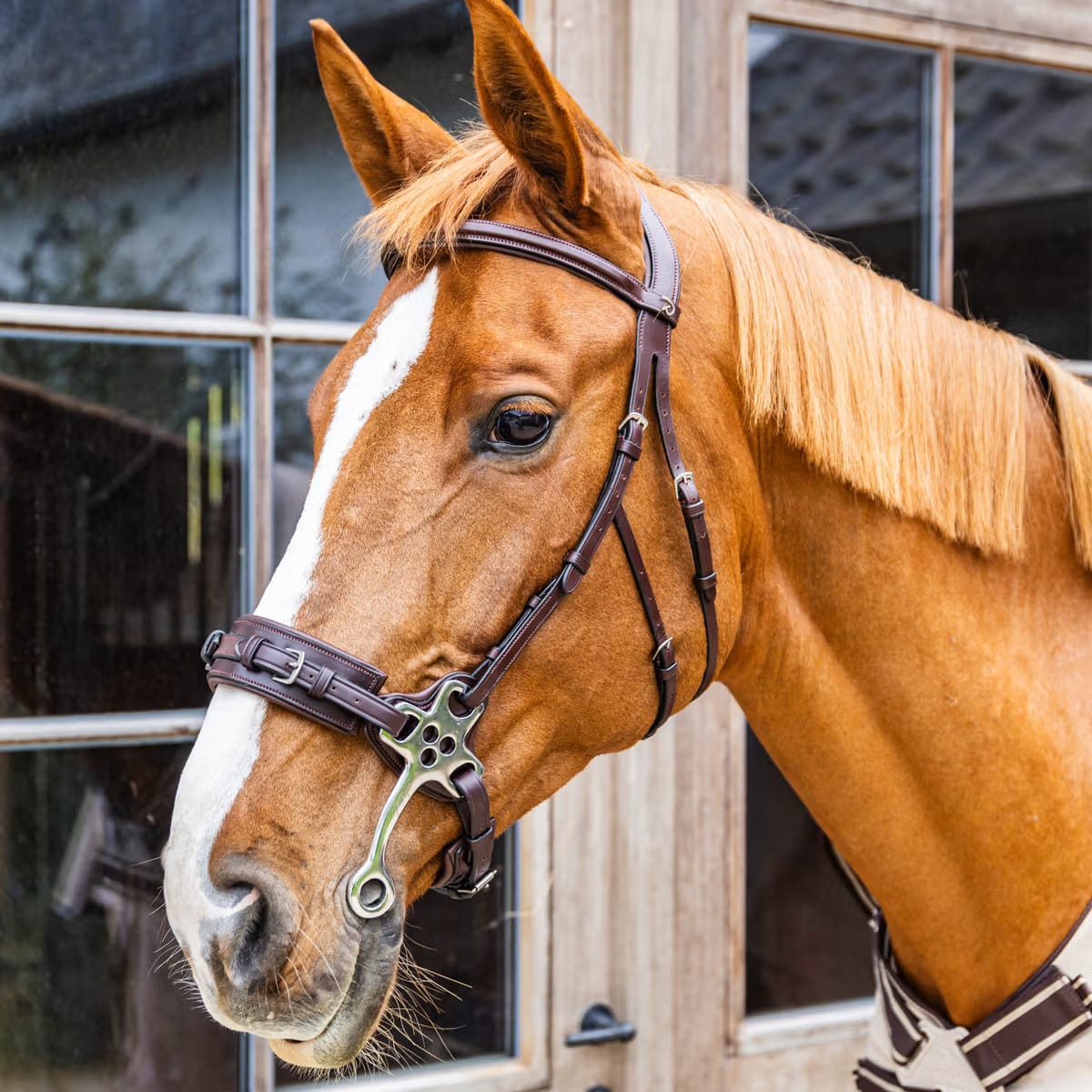 Dyon Hackamore New English Collection - Løwenborg - Dy'on