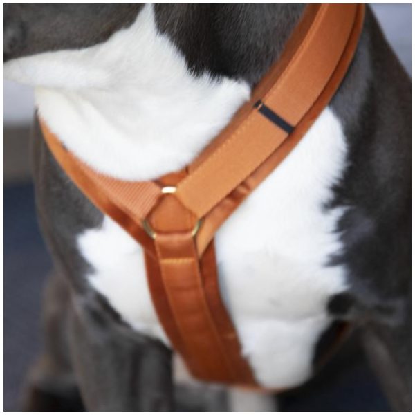 KENTUCKY DOGWARE DOG HARNESS ACTIVE VELVET - Bilde 3