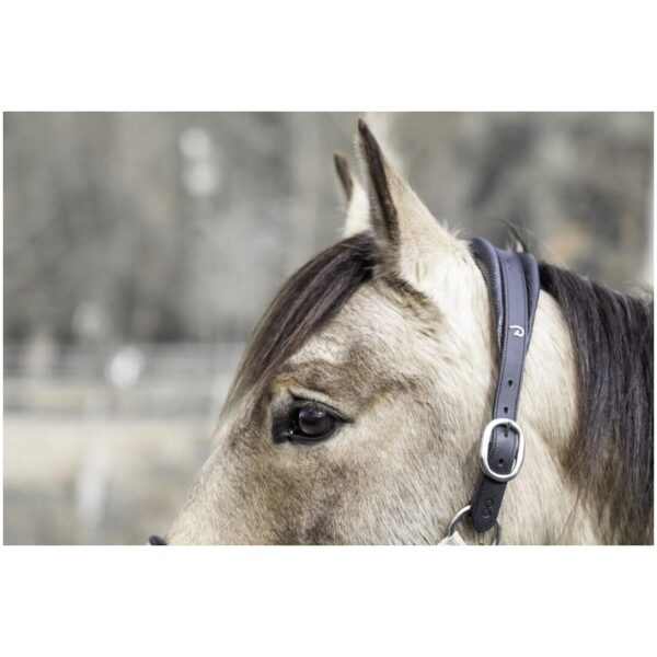 Dyon Traveling Head Collar La Cense - Bilde 4