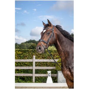 Dyon Matte Medium Crank Noseband Bridle With Flash New English Collection