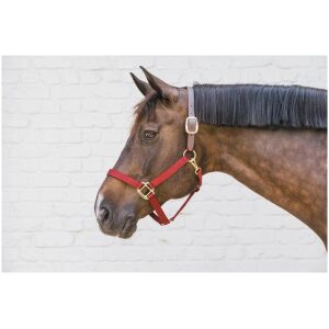 Kentucky Nylon Halter Breakaway