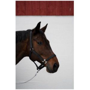 RS Shiny Halter