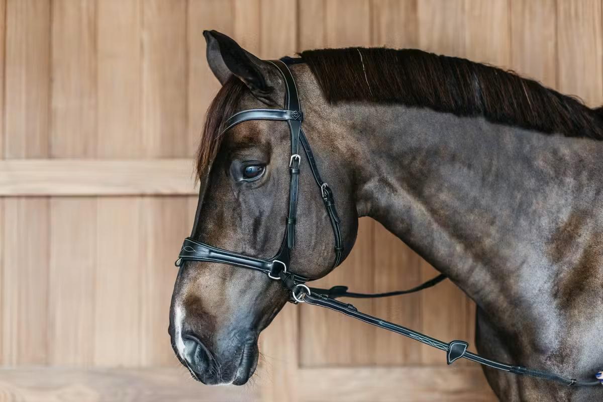 Working Motion Bridle